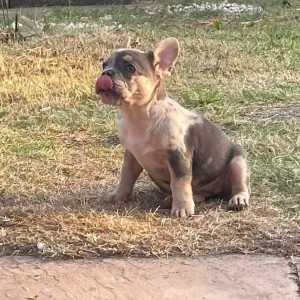 Two female French bulldog puppies - Image 2