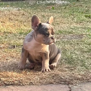 Two female French bulldog puppies - Image 3
