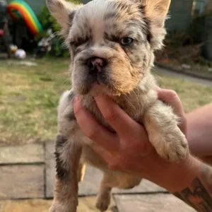 Two female French bulldog puppies - Image 4