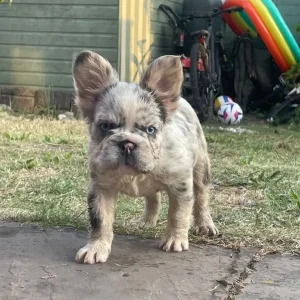 Two female French bulldog puppies - Image 5
