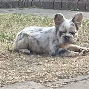 Two female French bulldog puppies - Image 6
