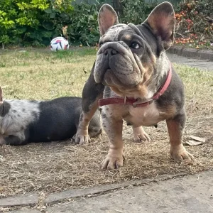 Two female French bulldog puppies - Image 7