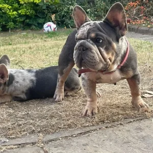 Two female French bulldog puppies - Image 8