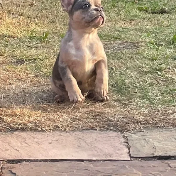 Two female French bulldog puppies
