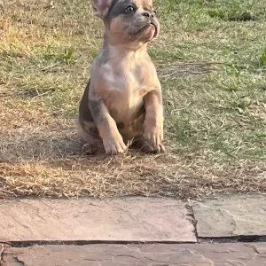 Two female French bulldog puppies