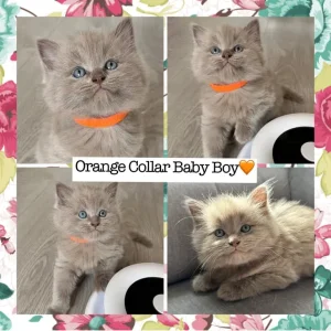 Ragdoll x British Shorthair Kittens – 9 Tiny Babies Born 01/07/2025 - Image 2