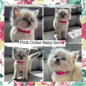 Ragdoll x British Shorthair Kittens – 9 Tiny Babies Born 01/07/2025 - Image 3