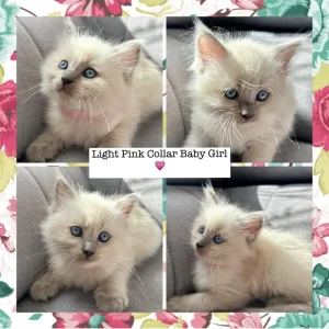 Ragdoll x British Shorthair Kittens – 9 Tiny Babies Born 01/07/2025 - Image 4