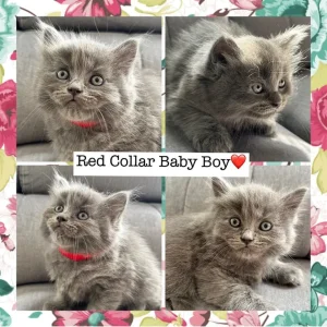 Ragdoll x British Shorthair Kittens – 9 Tiny Babies Born 01/07/2025 - Image 5