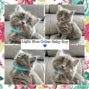 Ragdoll x British Shorthair Kittens – 9 Tiny Babies Born 01/07/2025 - Image 6