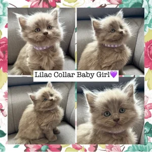 Ragdoll x British Shorthair Kittens – 9 Tiny Babies Born 01/07/2025 - Image 8