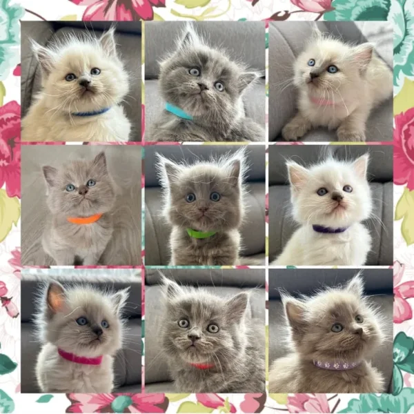 Ragdoll x British Shorthair Kittens – 9 Tiny Babies Born 01/07/2025