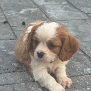 8-week-old tri-coloured Cavalier King Charles spaniel puppy - Image 2