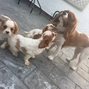 8-week-old tri-coloured Cavalier King Charles spaniel puppy - Image 3