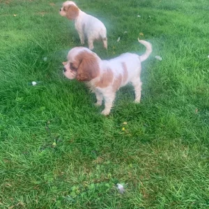 8-week-old tri-coloured Cavalier King Charles spaniel puppy - Image 4