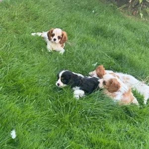 8-week-old tri-coloured Cavalier King Charles spaniel puppy - Image 5