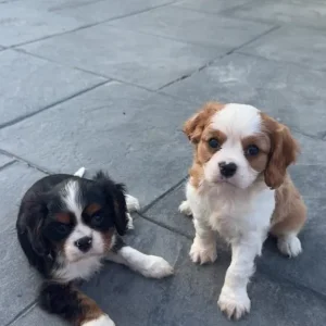 8-week-old tri-coloured Cavalier King Charles spaniel puppy - Image 6