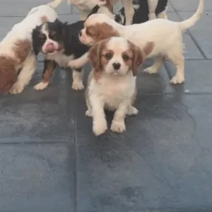 8-week-old tri-coloured Cavalier King Charles spaniel puppy - Image 7
