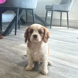 8-week-old tri-coloured Cavalier King Charles spaniel puppy - Image 8