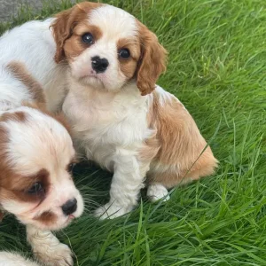 8-week-old tri-coloured Cavalier King Charles spaniel puppy