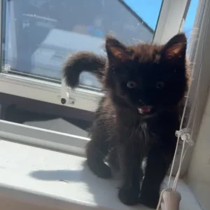 15-week-old kitten - Image 2