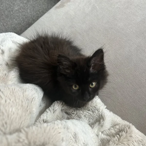 15-week-old kitten