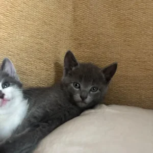 5 Kittens - Image 2