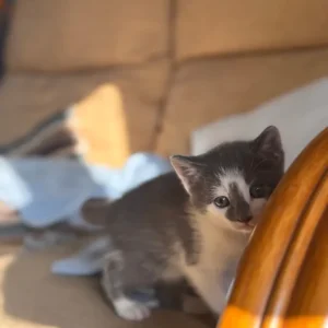 5 Kittens - Image 3