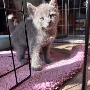 5 Kittens - Image 4