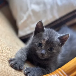 5 Kittens - Image 5