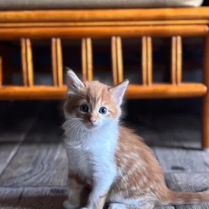 5 Kittens - Image 6