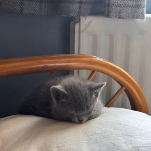 5 Kittens - Image 7