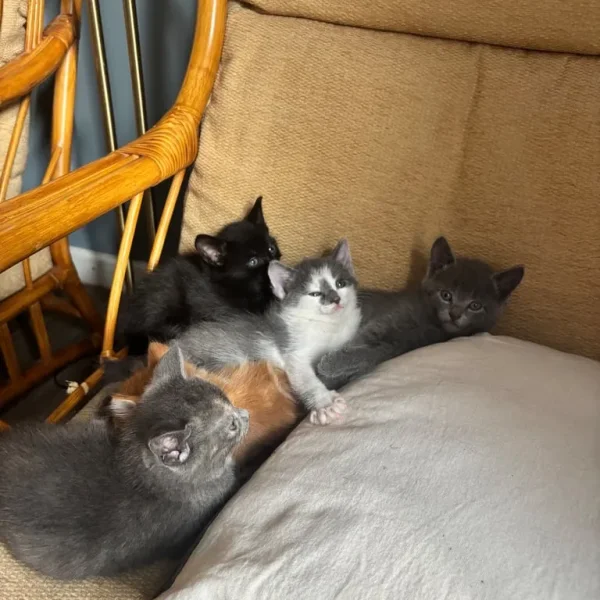 5 Kittens