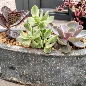 3 succulents in a metal planter