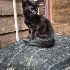 Bengal Cross Kittens - Image 2
