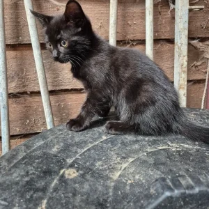 Bengal Cross Kittens - Image 3