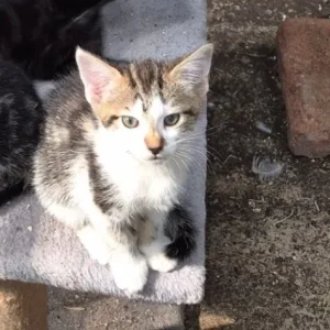 Bengal Cross Kittens - Image 4