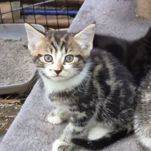 Bengal Cross Kittens - Image 5