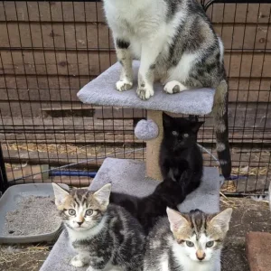 Bengal Cross Kittens - Image 6