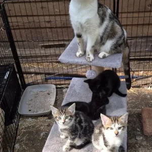 Bengal Cross Kittens - Image 7