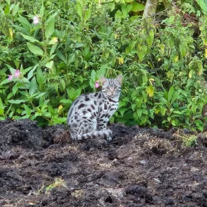 Bengal Cross Kittens - Image 8