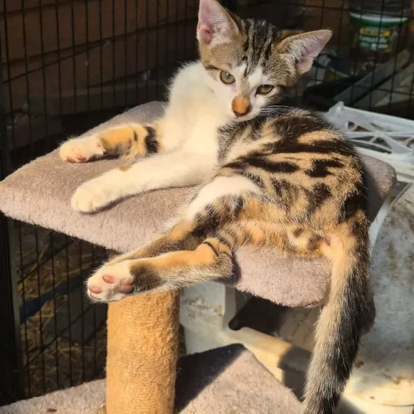 Bengal Cross Kittens