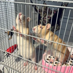 2 female rats, cage and hammocks - Image 2