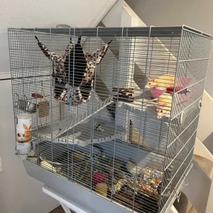 2 female rats, cage and hammocks - Image 3