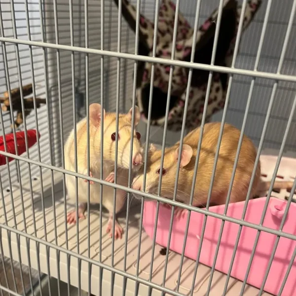 2 female rats, cage and hammocks