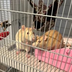2 female rats, cage and hammocks