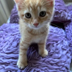 7 Kittens for a New Family - Image 2