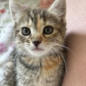 7 Kittens for a New Family - Image 3