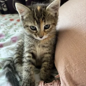 7 Kittens for a New Family - Image 4