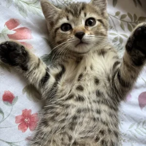 7 Kittens for a New Family - Image 5